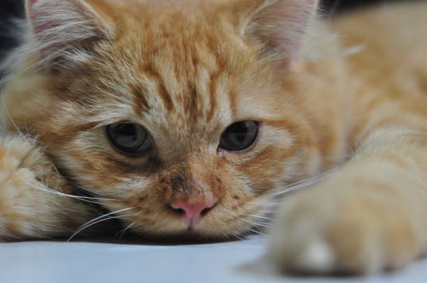 istock Close-up of Ginger Doll-faced Persian Cat 1400381906