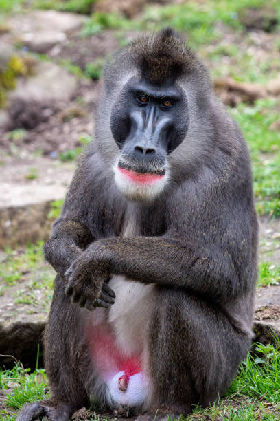 istock Portrait of Drill monkey, Mandrillus leucophaeus 1400382443