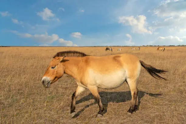 Horse animal in steppe, autumn landscape. Przewalski's horse