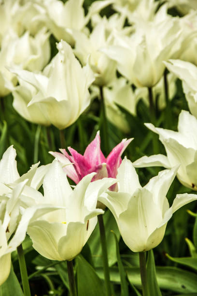 istock Lilly spring white and pink flowers in garden background 1400384405