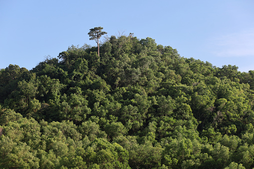 Tropical trees, forest and mountain