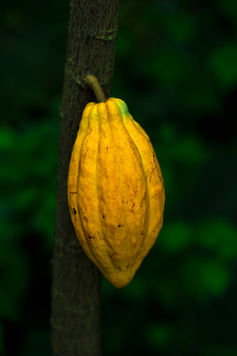 Close-up of Cacao fruit on the tree.