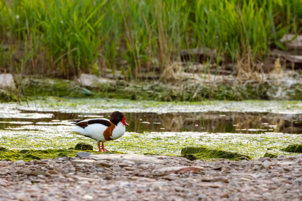 samiec shelduck na mokradłach - shelduck anseriformes duck goose zdjęcia i obrazy z banku zdjęć