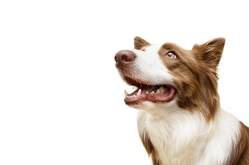 Portrait brown border collie dog begging food and looking up. Isolated on white background