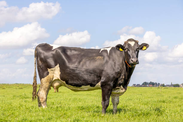 milk cow black and white, full length on green grass in a meadow, side view, looking at camera and pink udder, blue sky and horizon over land - animal nipple agriculture selective focus black and white imagens e fotografias de stock