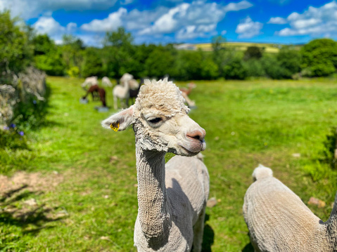 Photograph of alpaca's on a farm in Cornwall