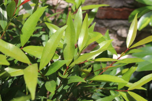 istock Syzygium oleina 1400389372