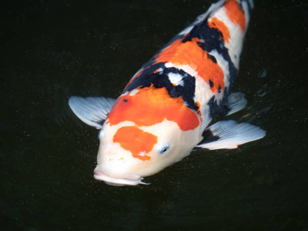 istock Japanese Nishikigoi 1400392721