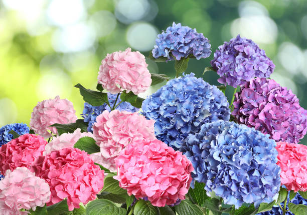 istock Many different beautiful hortensia flowers outdoors. Bokeh effect 1400392786