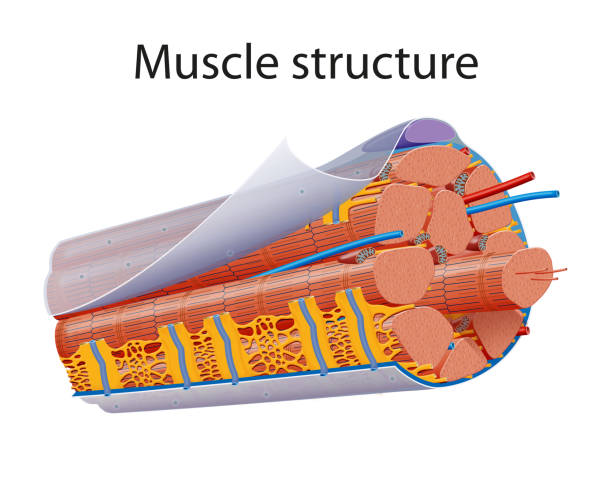 illustration der strukturanatomie der skelettmuskulatur - kapillare stock-grafiken, -clipart, -cartoons und -symbole