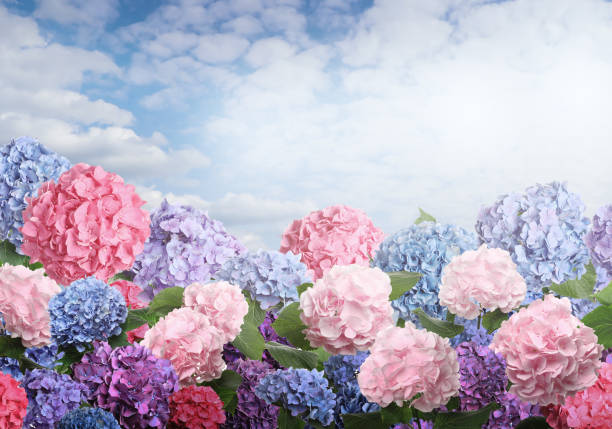 Many different beautiful hortensia flowers against blue sky