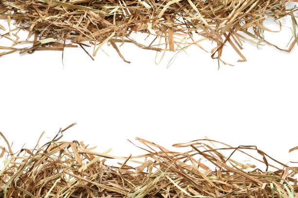 dried hay on white background, top view - provender imagens e fotografias de stock