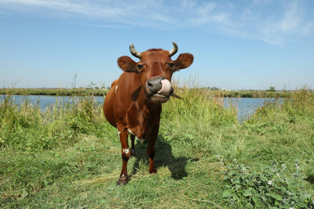 Spring in a Pasture: single Charolais yearling cow head looking over. Sticking out tongue.