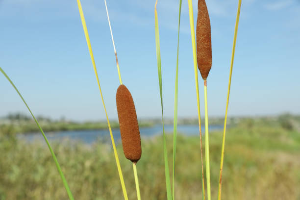 istock Beautiful reed plants growing outdoors on sunny day 1400394089