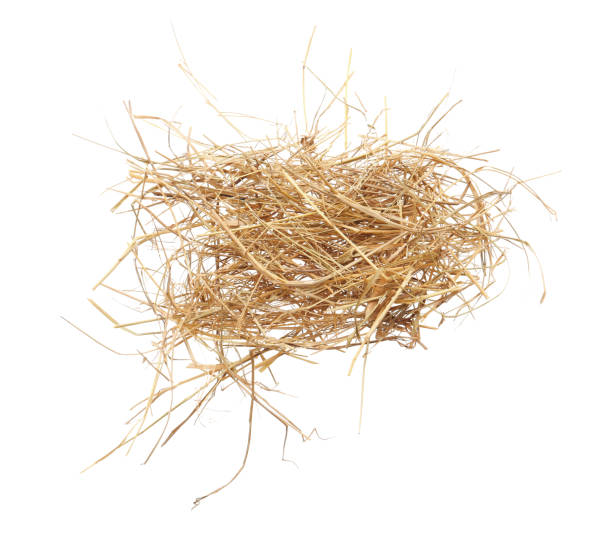 istock Heap of dried hay on white background, top view 1400394385