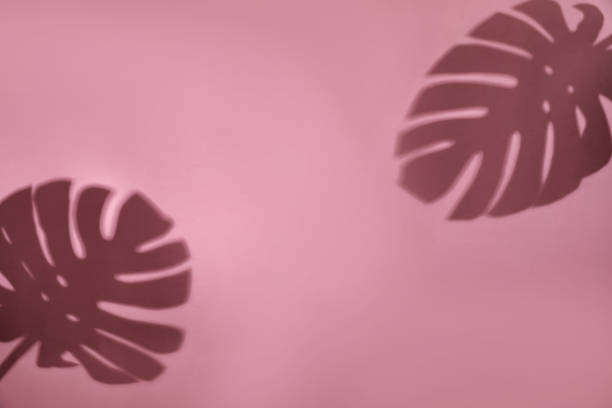 istock Shadows of monstera leaves on pink background 1400394470