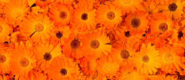 Beautiful Calendula flowers. Bouquet of orange Calendula flowers.