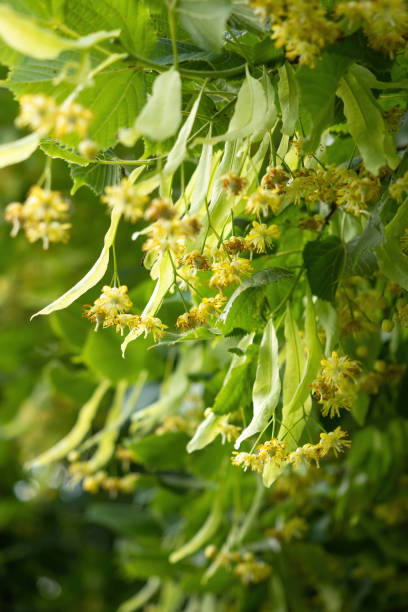 Blooming flowers of small leaved Linden tree. Branch covered with yellow blossom. Blooming flowers of small leaved Linden tree (Tilia Cordata). Branch covered with yellow blossom used for herbal healing tea preparation. Natural background. Back to nature concept. tilia cordata stock pictures, royalty-free photos & images