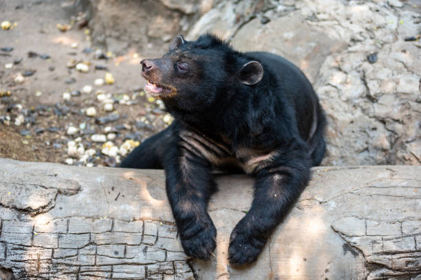 Asian black bear sat tired at a log.