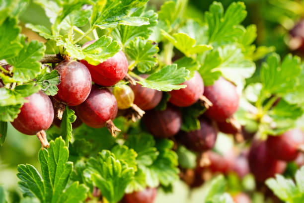 uva spina rossa matura nel giardino fatto in casa. mazzetto fresco di frutta naturale. - gooseberry fruit growth green foto e immagini stock