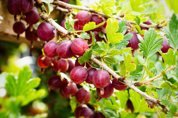 reife rote stachelbeeren im hausgemachten garten. frischer bund von natürlichem obst. - gooseberry fruit growth green stock-fotos und bilder