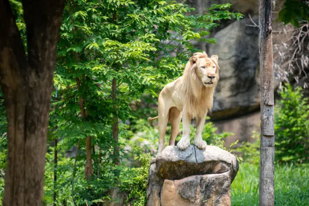 Photo of Male lion standing on rock at the Zoo