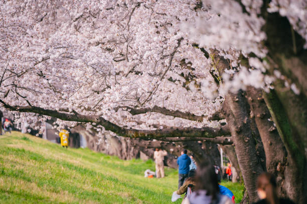 istock Cherry blossoms blooming along Tama river at spring, April 2022 1400395867