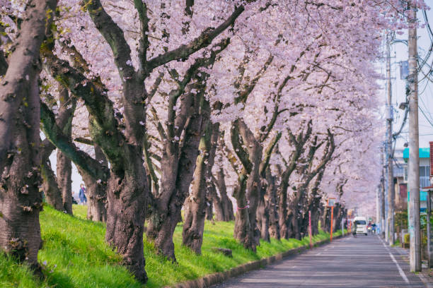istock Cherry blossoms blooming along Tama river at spring, April 2022 1400395943
