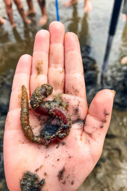 istock Earthworm in human palm 1400397430