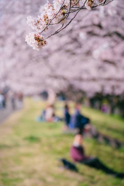 istock Cherry blossoms blooming along Tama river at spring, April 2022 1400397864