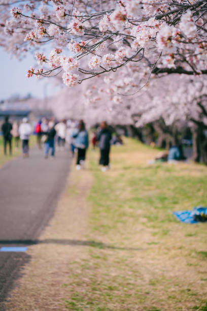 istock Cherry blossoms blooming along Tama river at spring, April 2022 1400397935