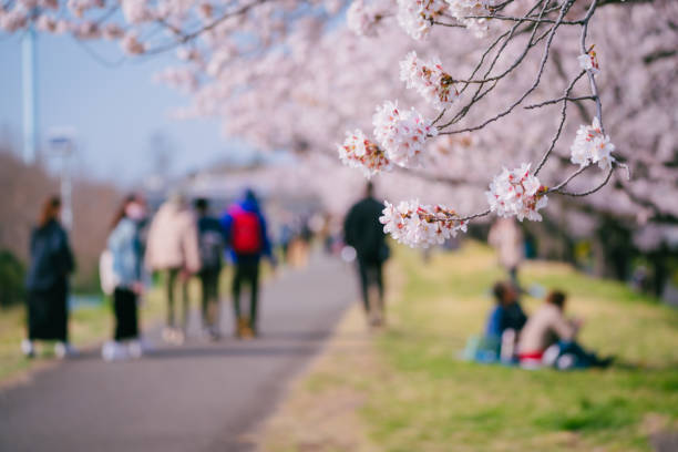 istock Cherry blossoms blooming along Tama river at spring, April 2022 1400397961