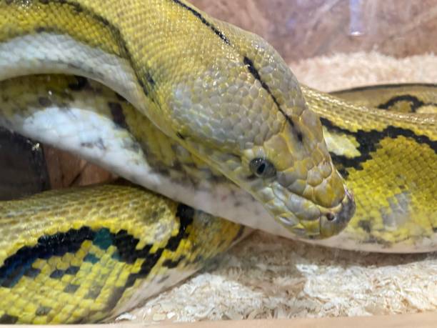 istock Burmese python coiled poses as a model for people to take pictures of animals on exhibit. 1400398006