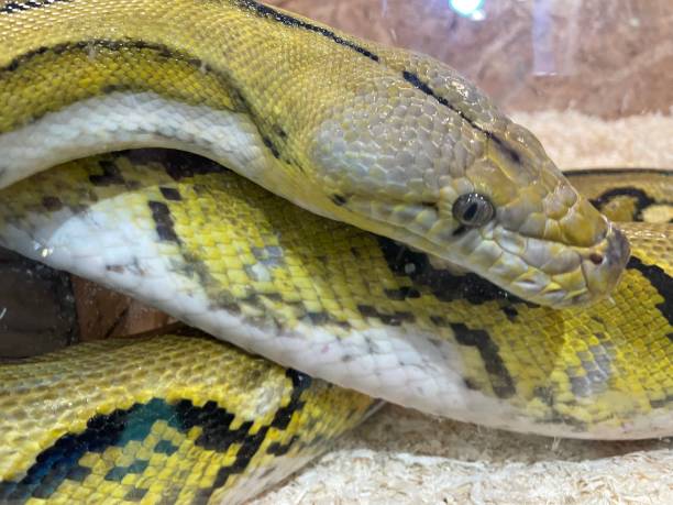 istock Burmese python coiled poses as a model for people to take pictures of animals on exhibit. 1400398007