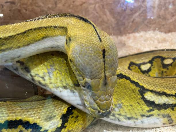 istock Burmese python coiled poses as a model for people to take pictures of animals on exhibit. 1400398010