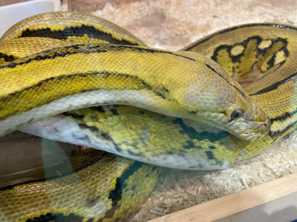 istock Burmese python coiled poses as a model for people to take pictures of animals on exhibit. 1400398031