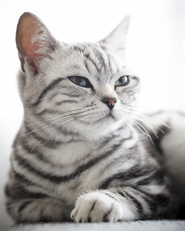 A silver British shorthair looking into the distance.