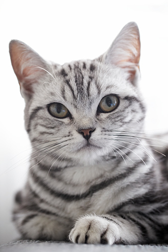 Studio portrait of a tabby cat with green eyes and white breast isolated on grey background. Cute domestic cat is looking away.