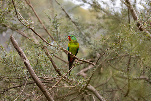 Migration Parrot An Australian Critically Endangered Migratory Swift Parrot Facing ...