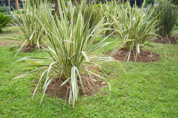 Ornamental phormium bushes in the garden for landscaping stock photo