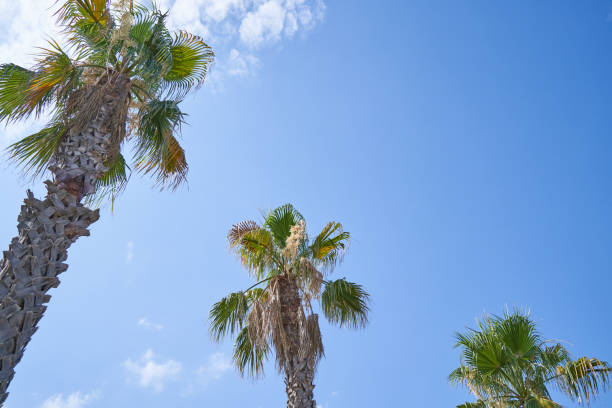 istock Old tall palm trees with dry branches against the sky 1400400664