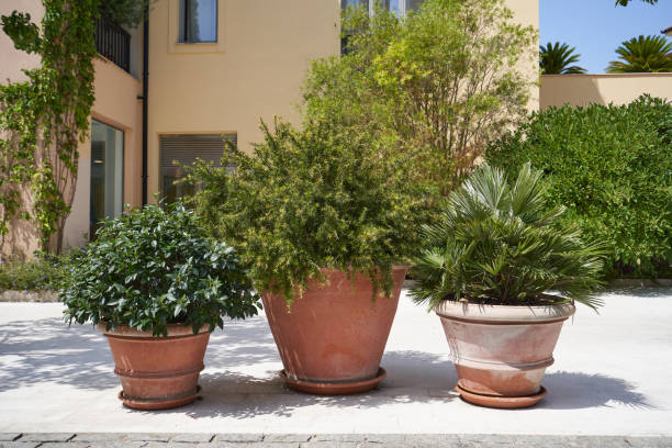 istock Bushes in a clay pots for landscaping garden 1400400938