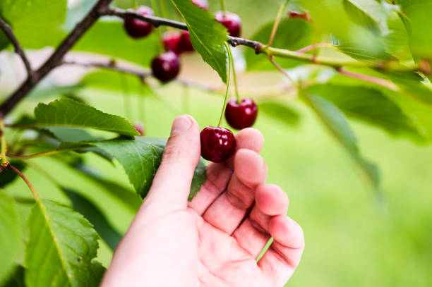istock Hand picking red ripe cherries hanging from cherry tree branch 1400400991