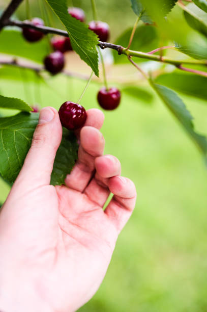 istock Hand picking red ripe cherries hanging from cherry tree branch 1400400993