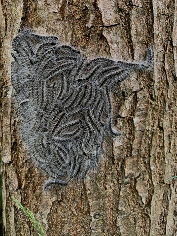 oak processionary moth caterpillars starting to climb up an oak tree Quercus genus Thaumetopoea processionea hazard to human and animal health pest opm