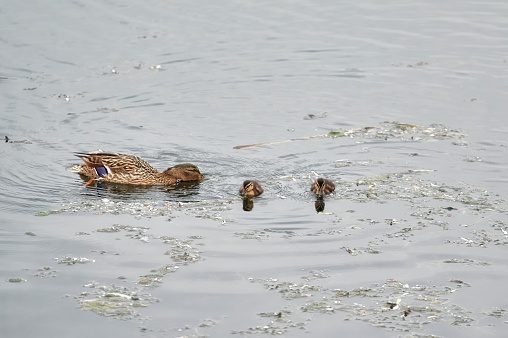 Female mallard (Anas platyrhynchos) in the water of a city river, swimming with her young while submerging its beak in the water