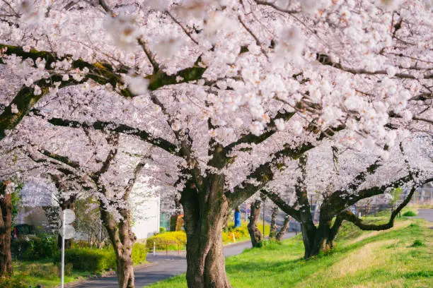 Cherry blossoms blooming along Tama river at spring, April 2022