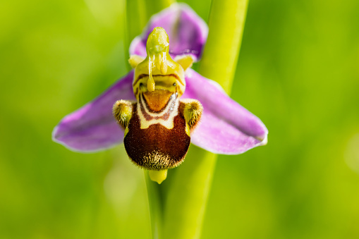 Bee orchid ( Ophrys apifera), frontal macro detail with green background, nature concept.