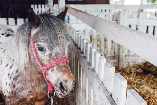 Beautiful pony horse in ranch barn, selective focus