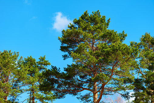Tall pinewood treetops with blue sky in background at Divcibare, Serbia. Selective focus.